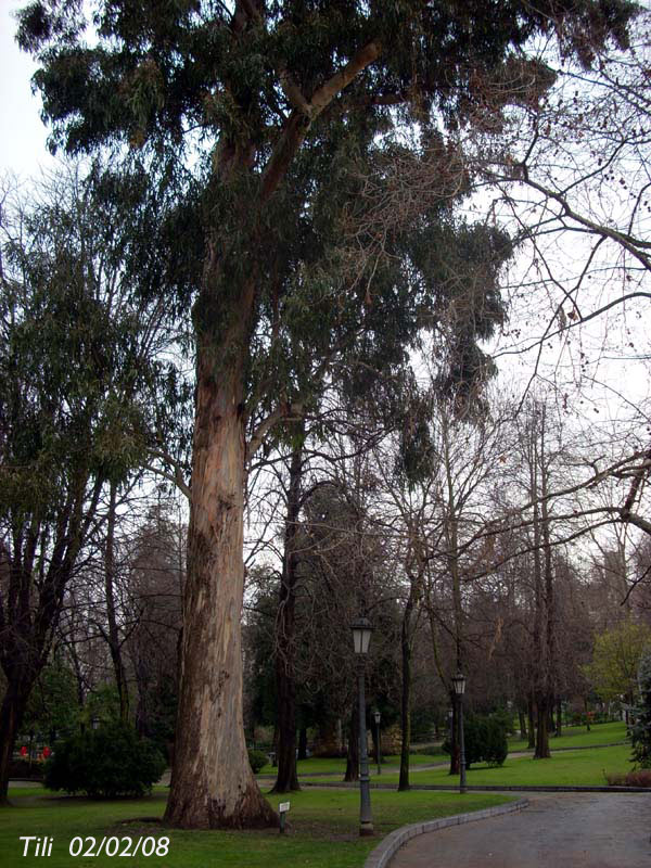 Foto de Oviedo (Asturias), España