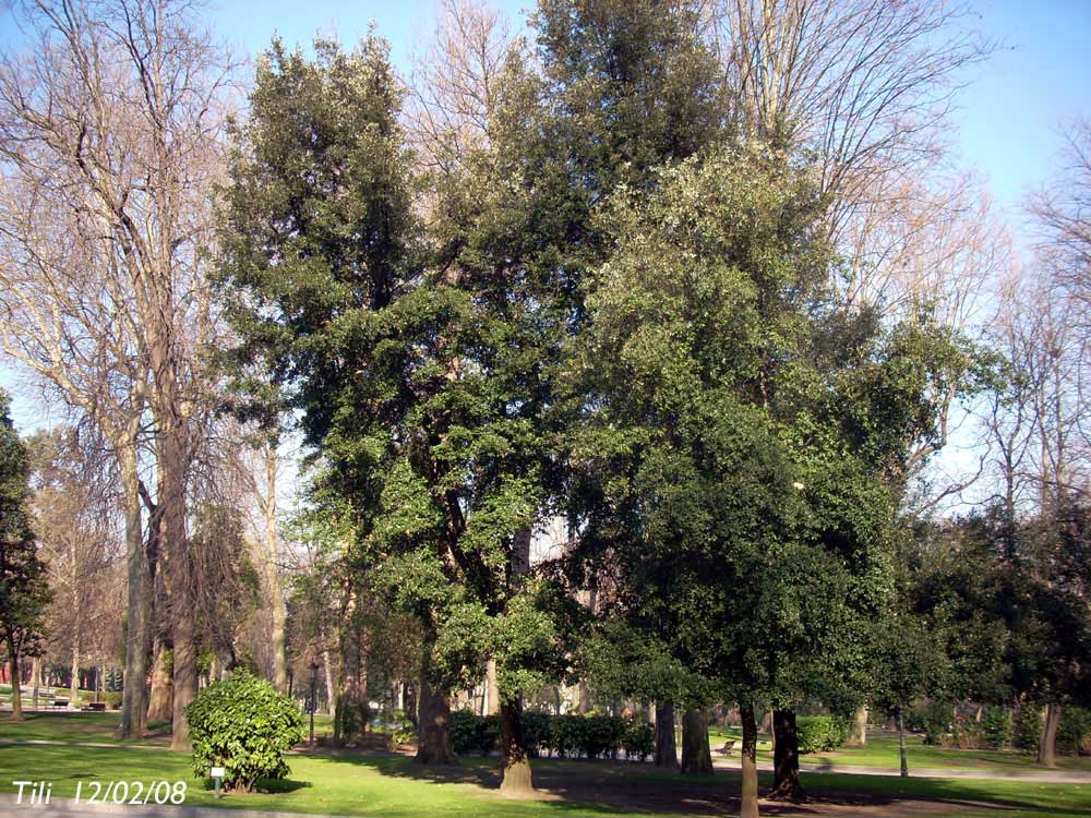 Foto de Oviedo (Asturias), España