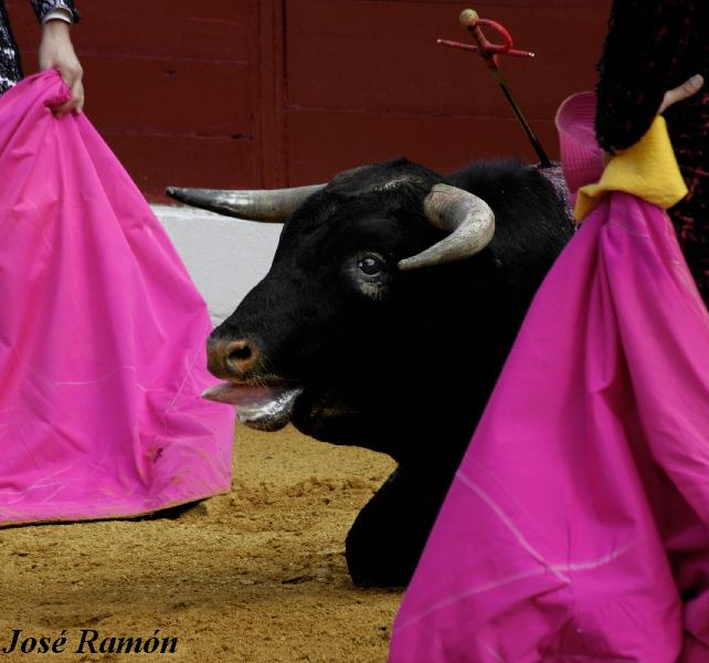 Foto de Jerez de la Frontera (Cádiz), España