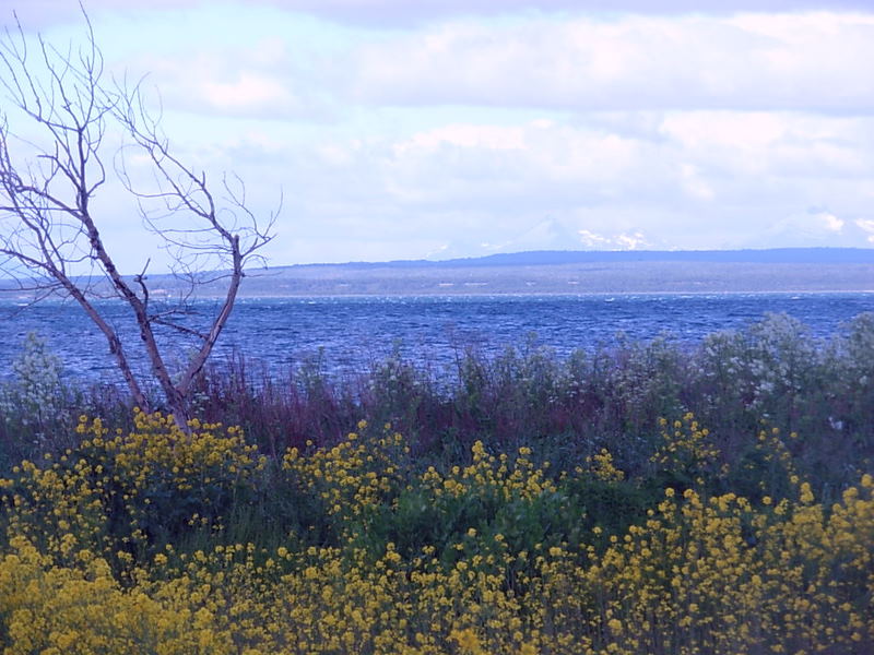 Foto de Puerto Natales, Chile