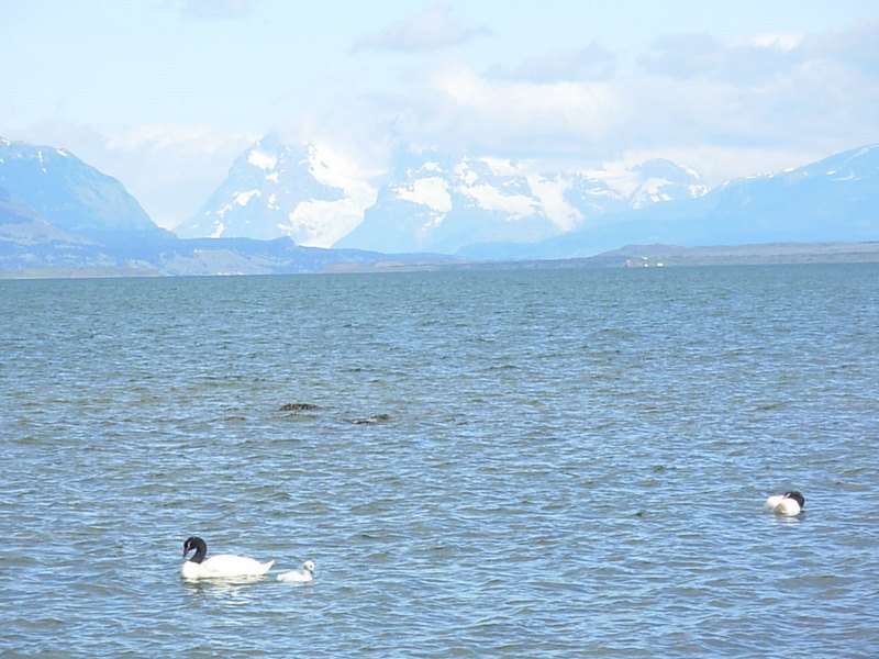 Foto de Puerto Natales, Chile