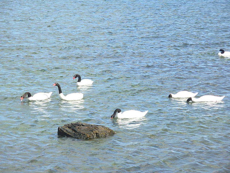 Foto de Puerto Natales, Chile