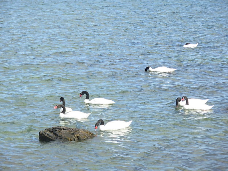 Foto de Puerto Natales, Chile