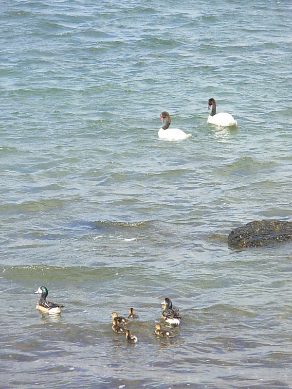 Foto de Puerto Natales, Chile