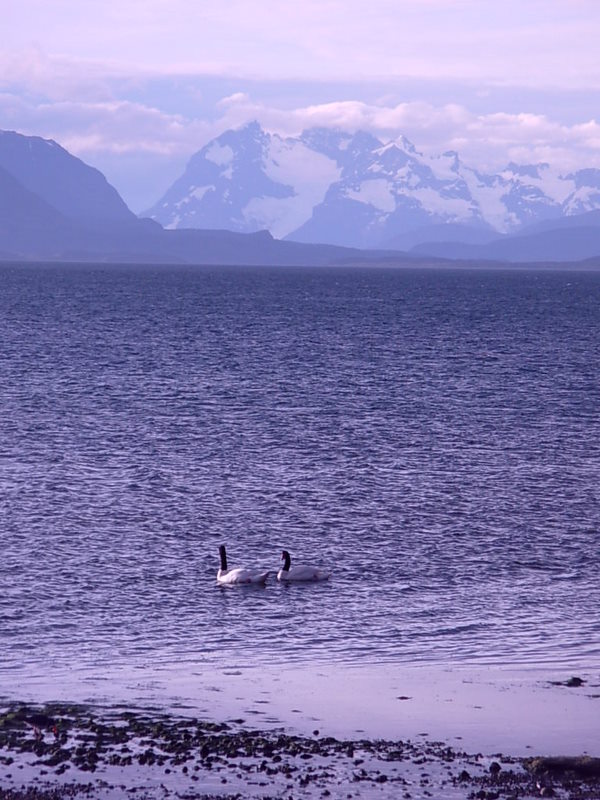 Foto de Puerto Natales, Chile