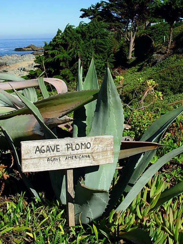 Foto de Isla Negra - El Quisco, Chile