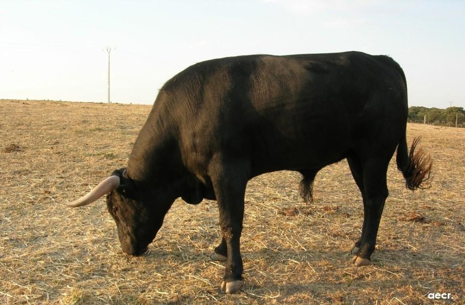 Foto de Cabeza de Diego Gómez (Salamanca), España