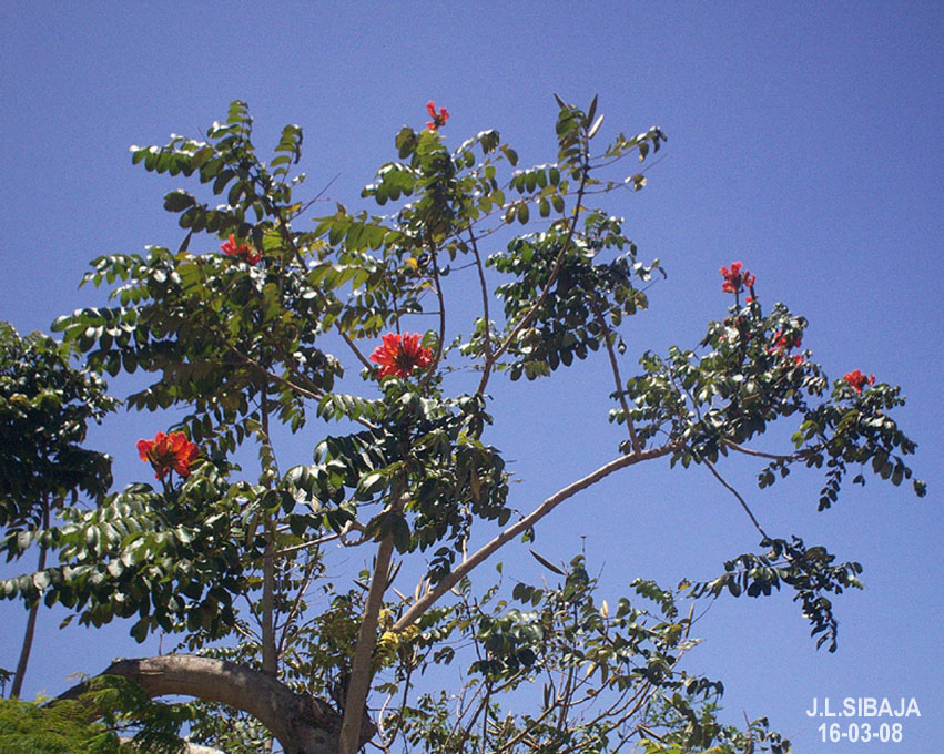 Foto de Desamparados - San José, Costa Rica