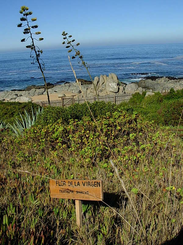 Foto de Isla Negra - El Quisco, Chile