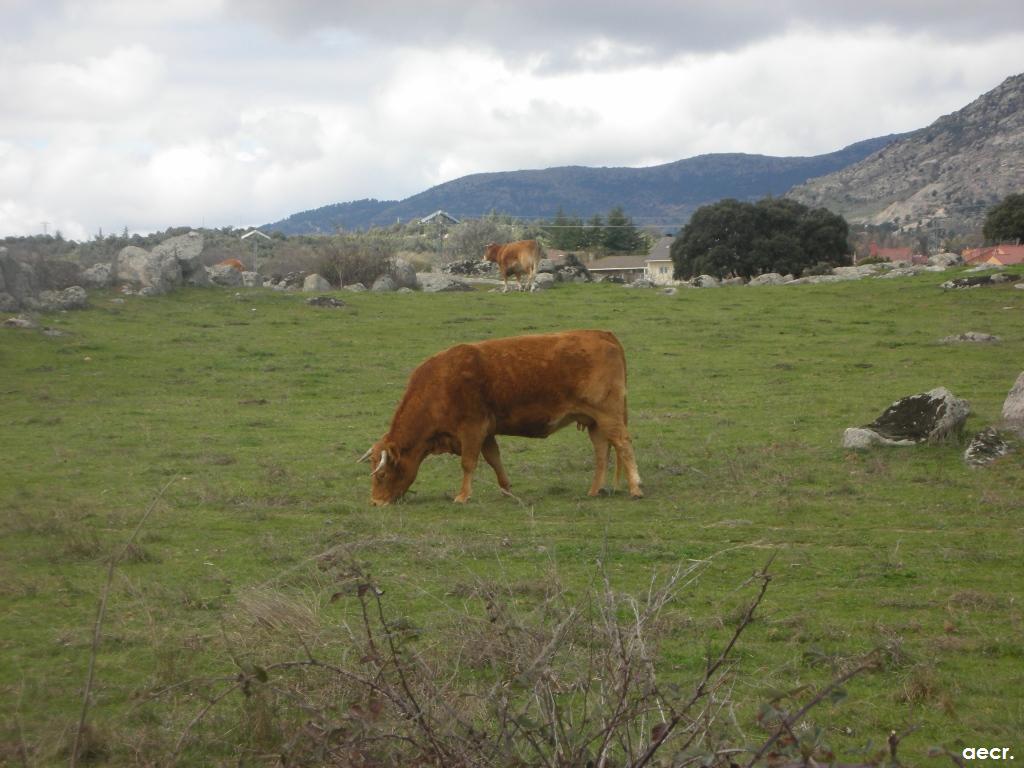 Foto de Peralejo (Madrid), España