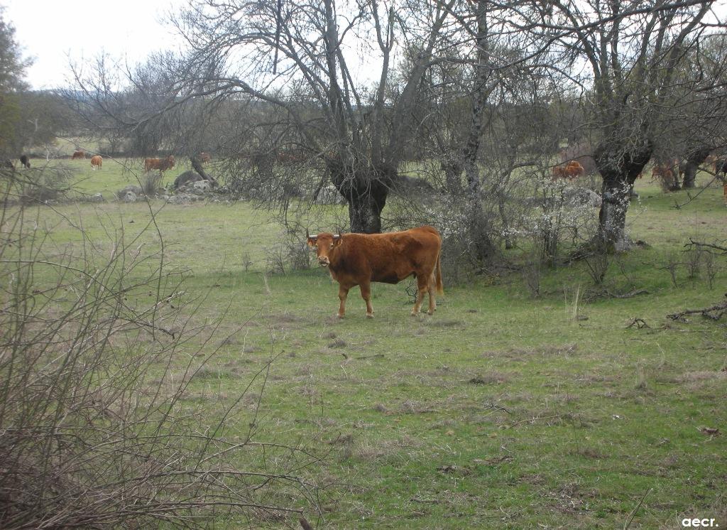 Foto de Peralejo (Madrid), España