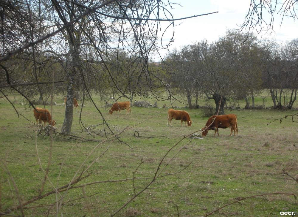 Foto de Peralejo (Madrid), España