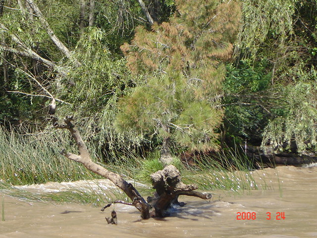 Foto de Tigre - Buenos Aires, Argentina