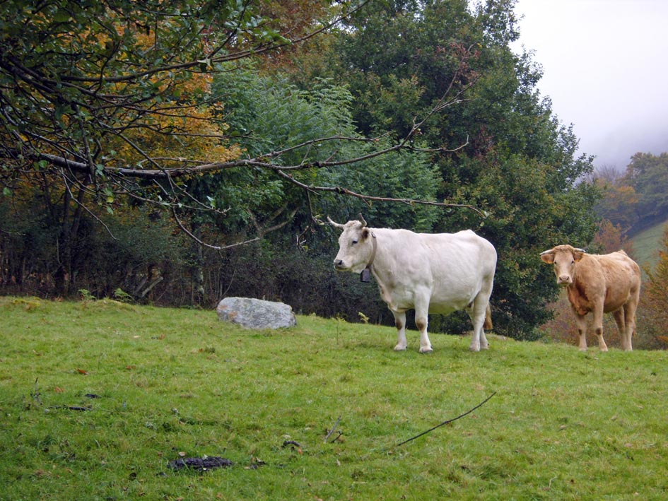 Foto de Leiza (Navarra), España