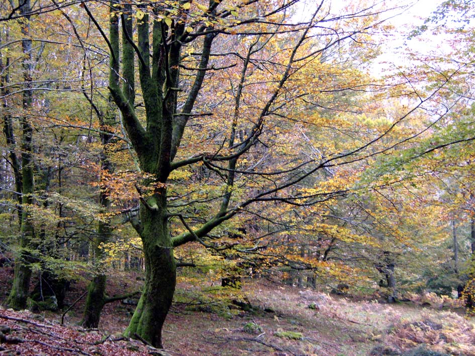 Foto de Leiza (Navarra), España