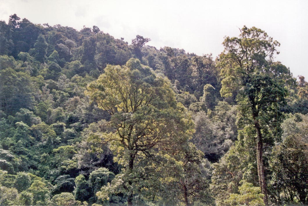 Foto de San Gerardo de Dota, Costa Rica