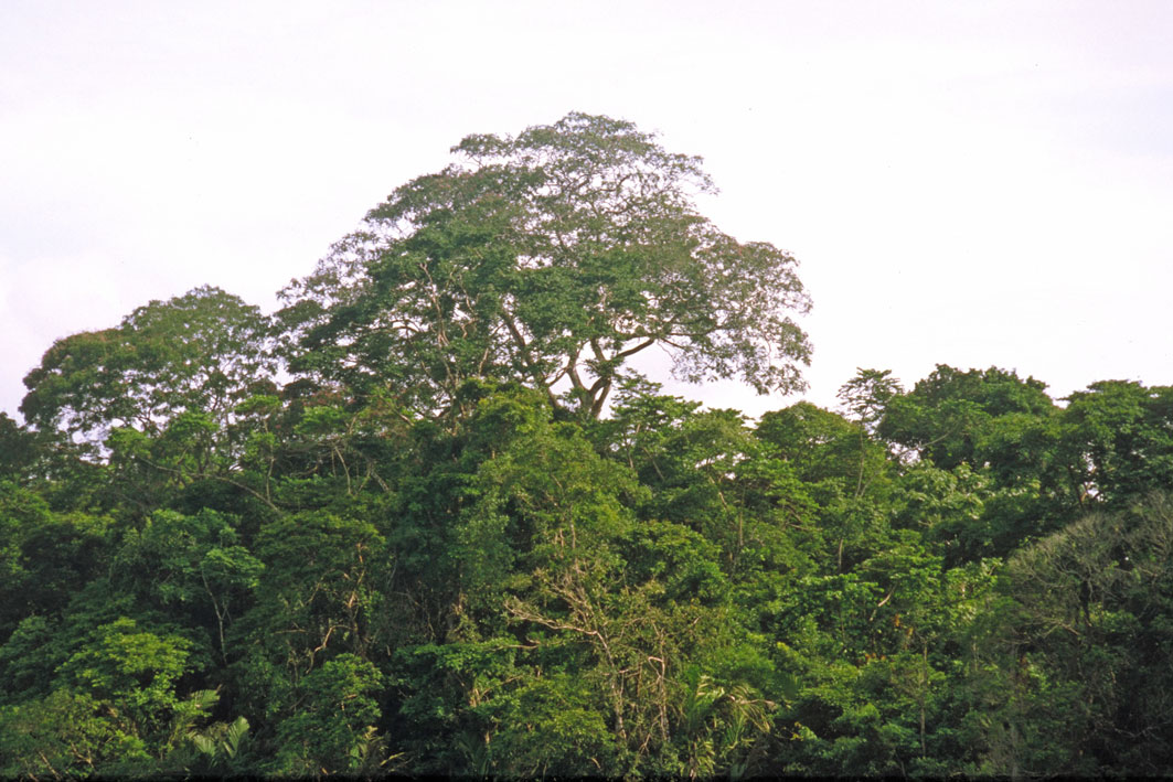 Foto de Parque Nacional Tortuguero, Costa Rica