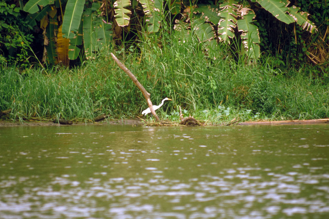 Foto de Parque Nacional Tortuguero, Costa Rica