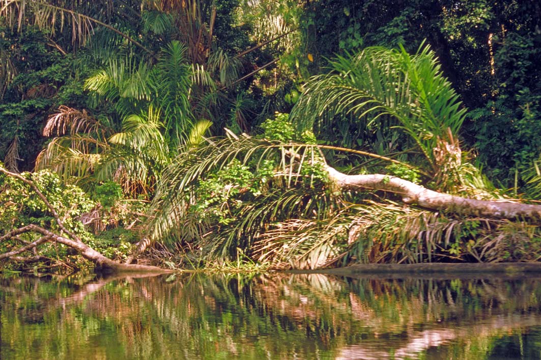 Foto de Parque Nacional Tortuguero, Costa Rica