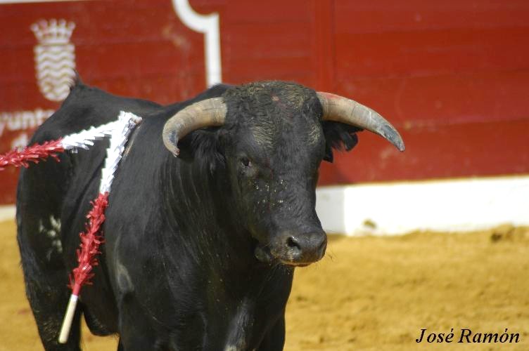 Foto de Jerez de la Frontera (Cádiz), España