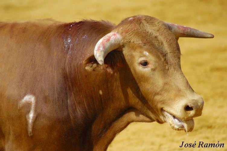 Foto de Jerez de la Frontera (Cádiz), España