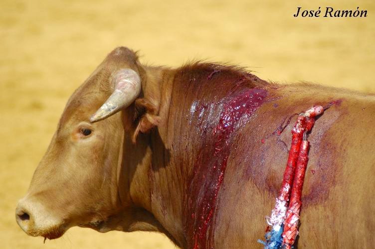 Foto de Jerez de la Frontera (Cádiz), España