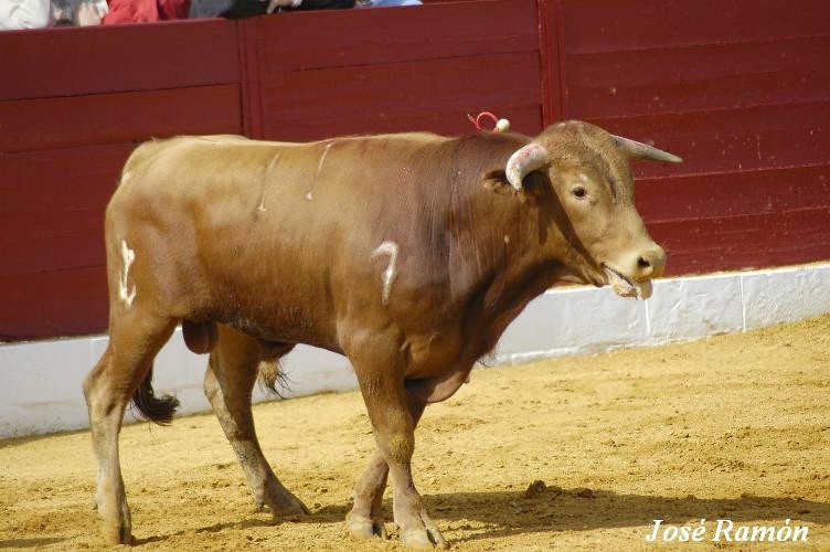 Foto de Jerez de la Frontera (Cádiz), España