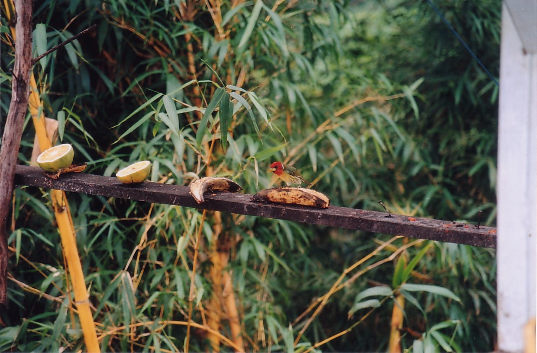 Foto de San José, Costa Rica