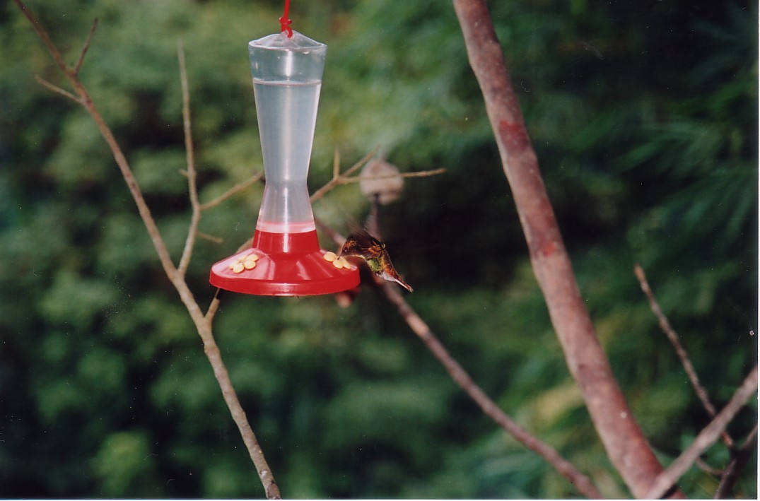 Foto de San José, Costa Rica