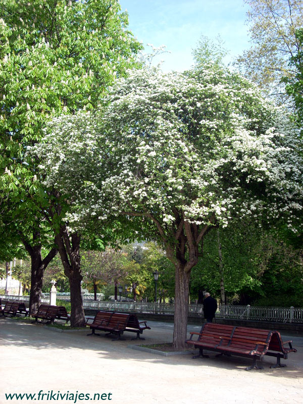 Foto de Oviedo (Asturias), España