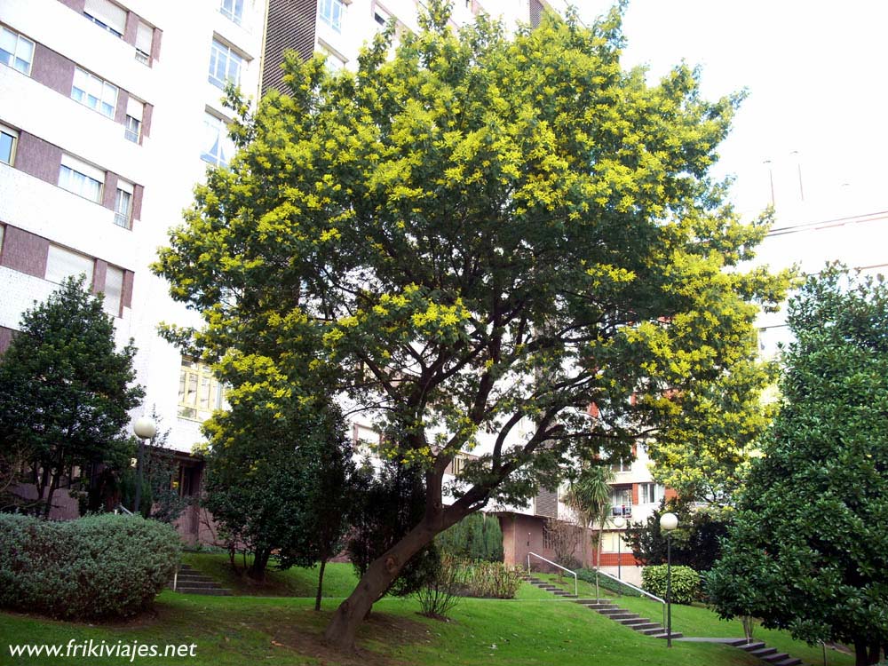 Foto de Oviedo (Asturias), España