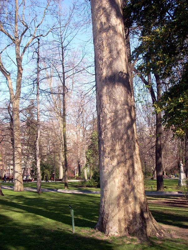 Foto de Oviedo (Asturias), España