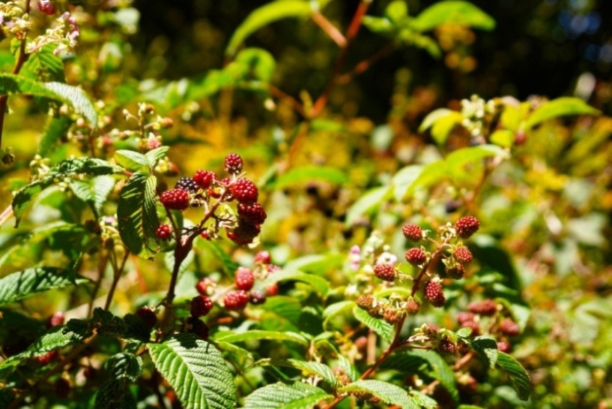 Foto de Heredia, Costa Rica