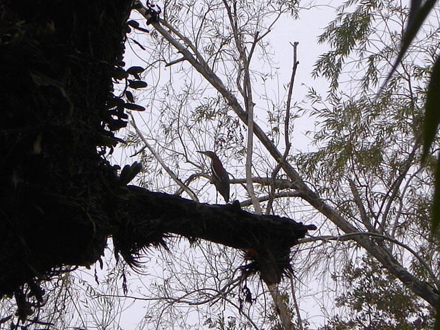 Foto de San Isidro, Buenos Aires, Argentina