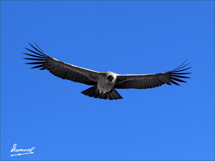 Foto de Colca, Perú