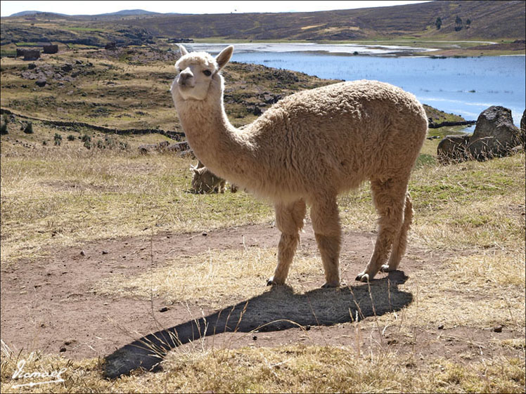 Foto de Sillustani, Perú