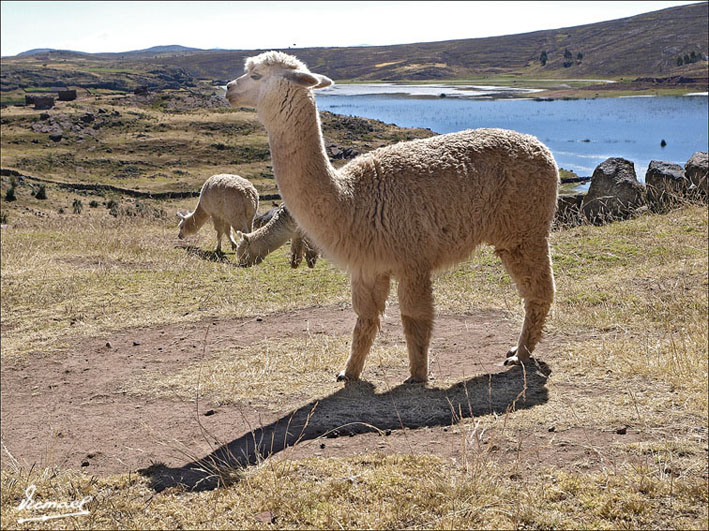 Foto de Sillustani, Perú