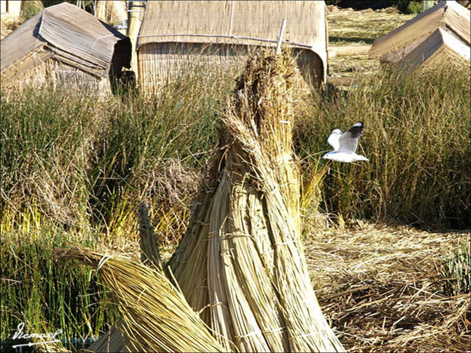 Foto de Puno, Perú