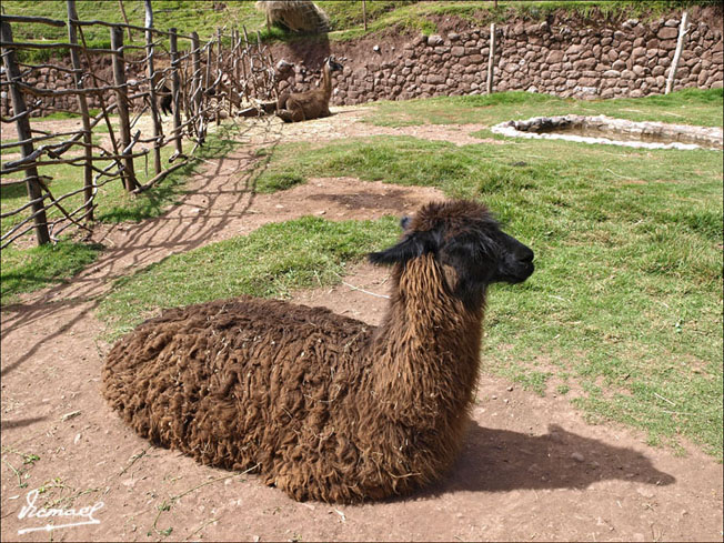 Foto de Awana Kancha, Perú