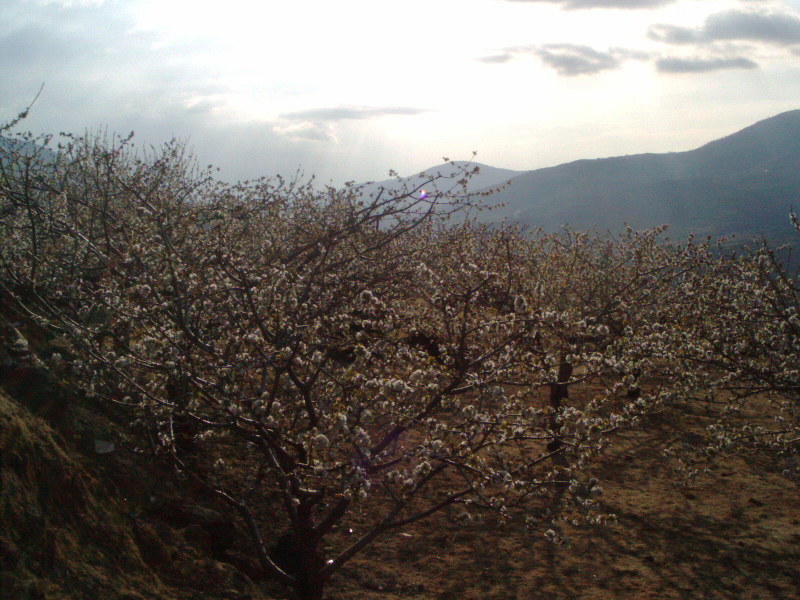 Foto de El Jerte (Cáceres), España