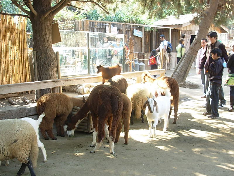 Foto de Buin, Chile