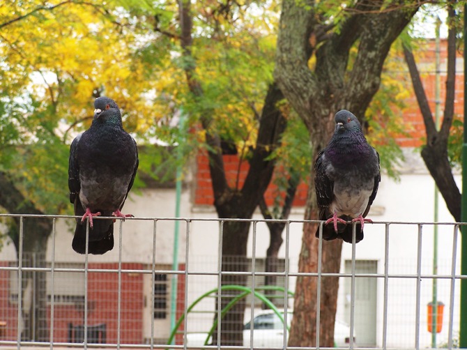 Foto de Buenos Aires, Argentina