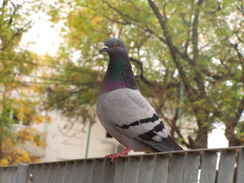 Foto de Buenos Aires, Argentina