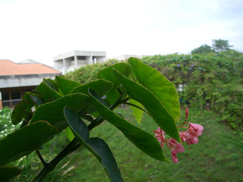 Foto de Carabobo - GüIgüe, Venezuela