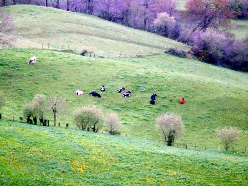 Foto de Esles de Cayon (Cantabria), España