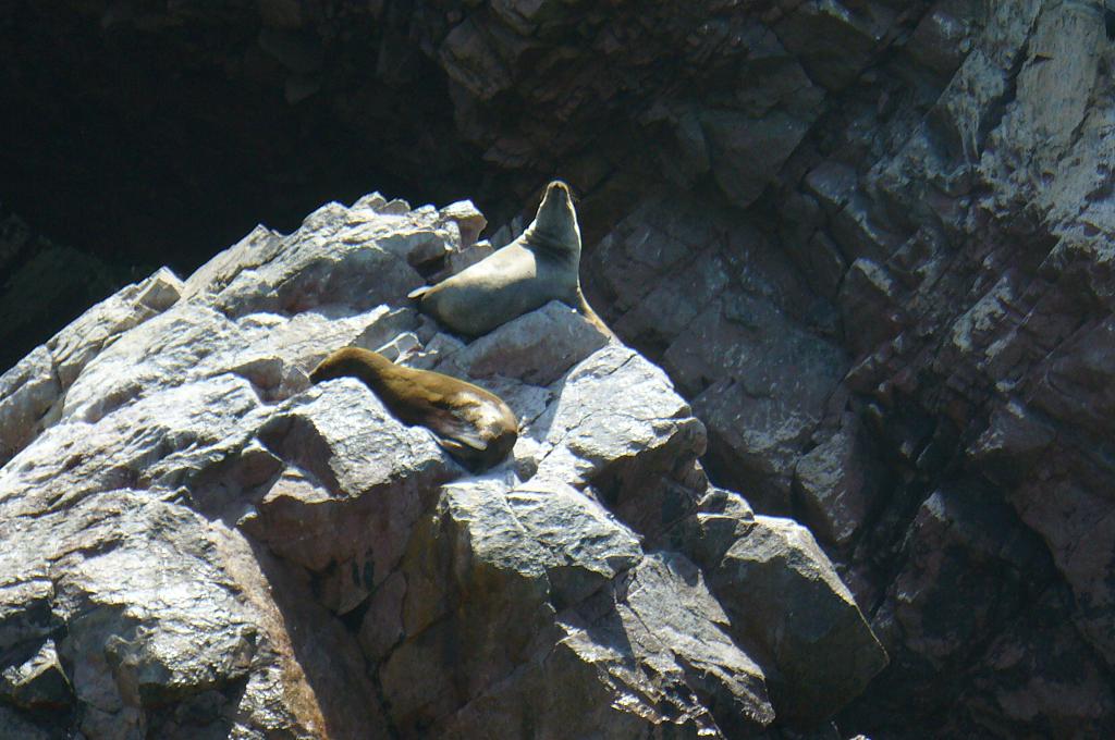 Foto de Paracas, Perú