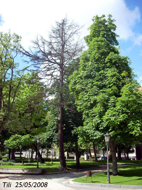 Foto de Oviedo (Asturias), España