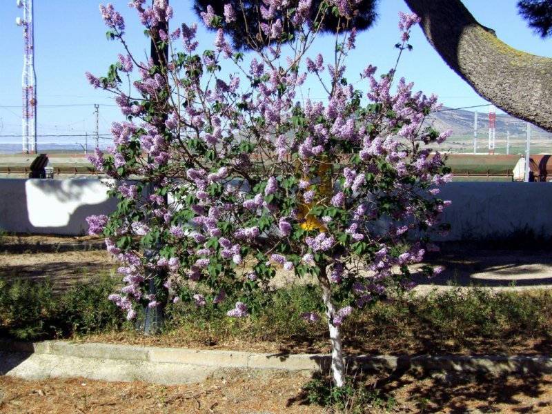 Foto de La Encina (Alicante), España