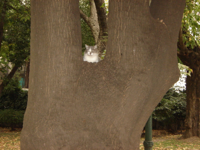 Foto de Buenos Aires, Argentina