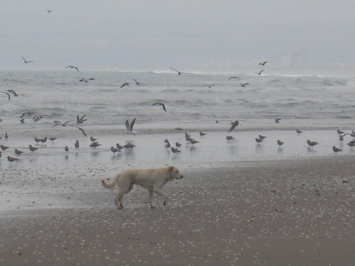 Foto de La Serena, Chile